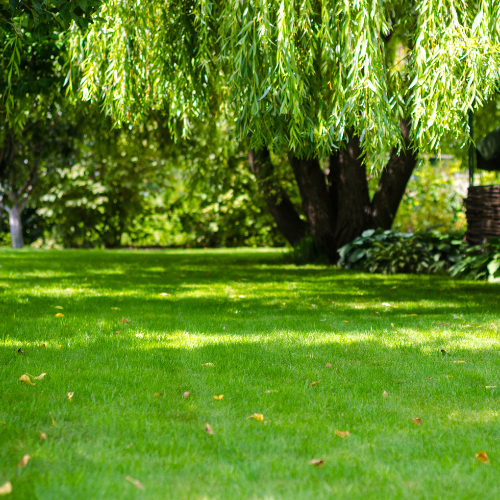 Lawn